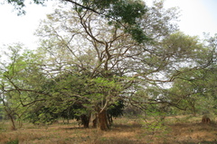 Dalbergia paniculata